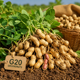 footer image